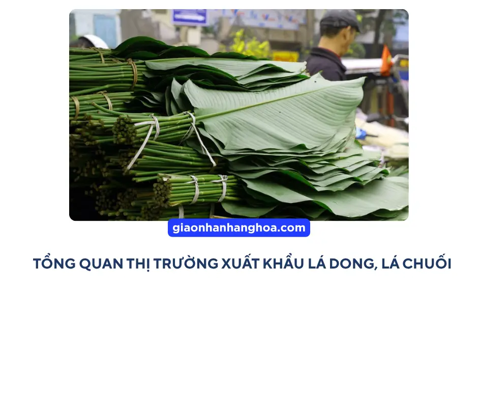 Tổng quan về xuất khẩu lá dong, lá chuối
