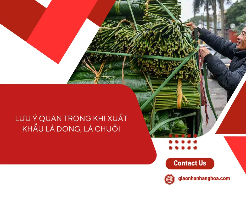 lưu ý quan trọng khi xuất khẩu lá dong, lá chuối